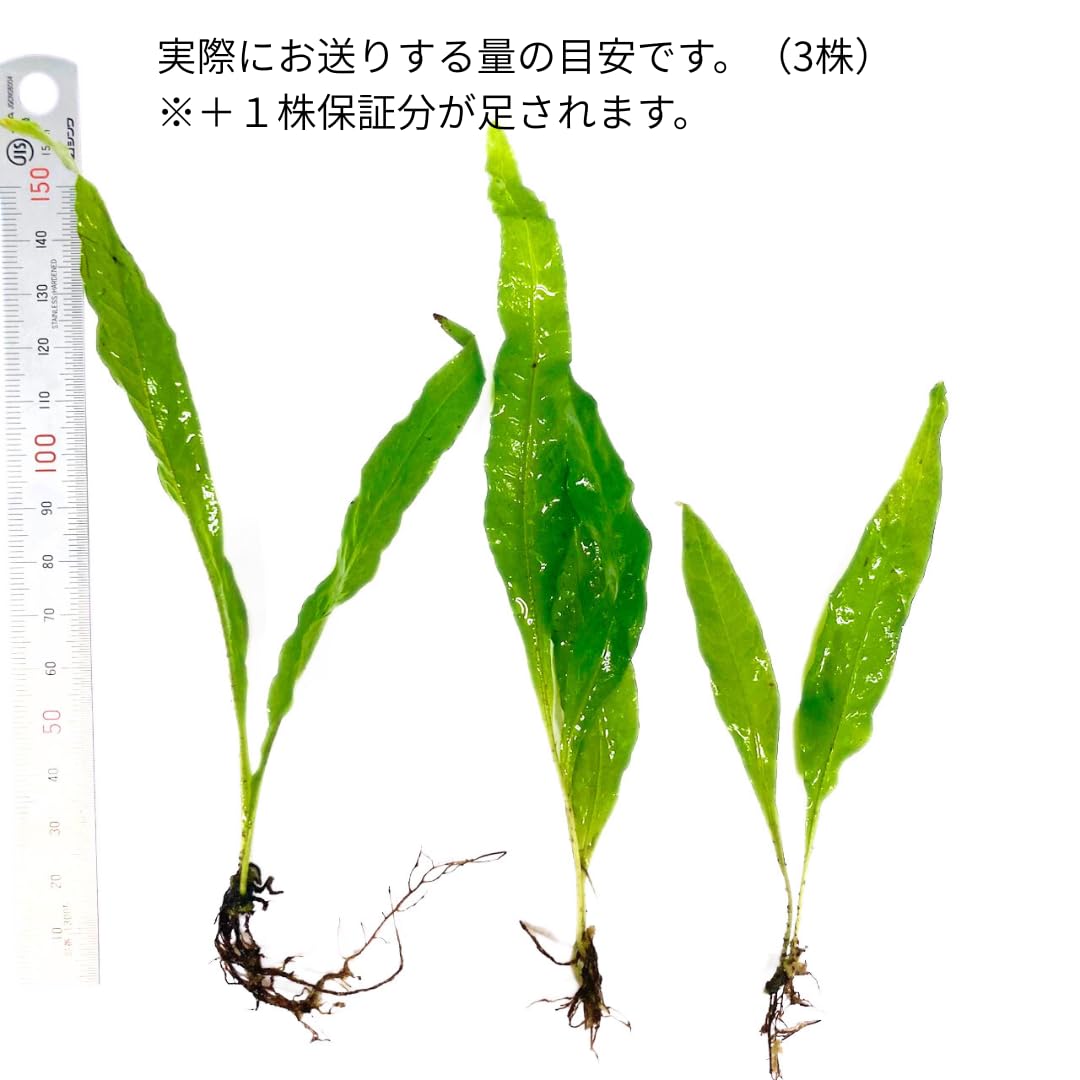 Amazon | ミクロソリウム プテロプス 3株（+1株保証分）計4株8葉 普通